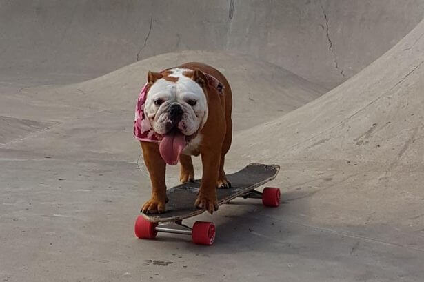 SKATEBOARDING WITH A DOG