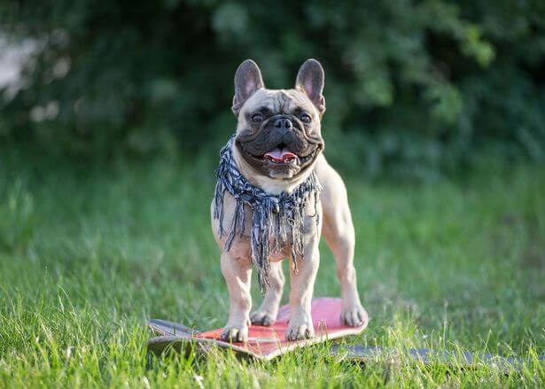 SKATEBOARDING WITH A DOG