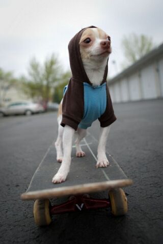 BEST SKATEBOARDS FOR DOGS