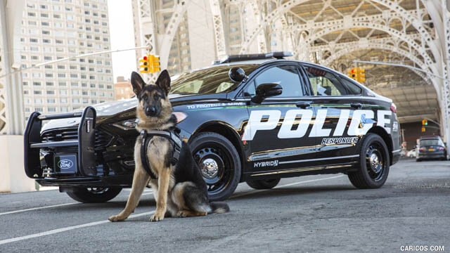 Police Dog Breeds √ K-9 Dog Types, Roles & Classification. What Police Dogs  Do? | DOGICA®