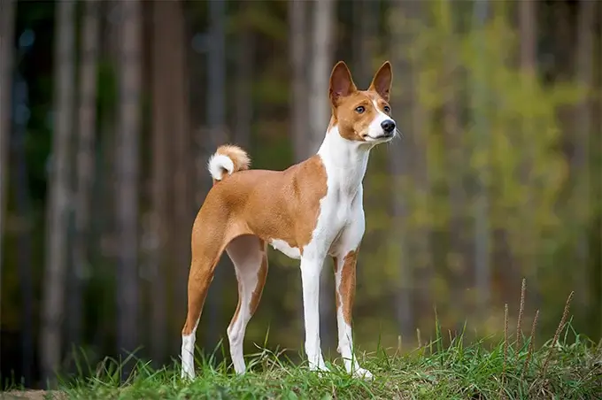 BEST GUARD DOG BREEDS