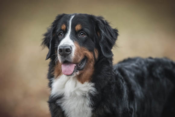 BEST GUARD DOG BREEDS