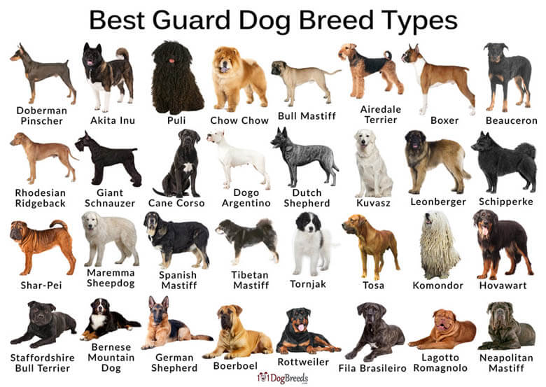 HISTORY OF GUARD DOGS