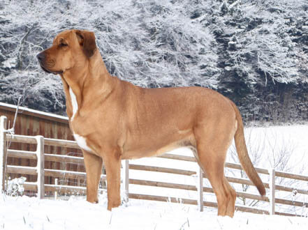 BEST GUARD DOG BREEDS