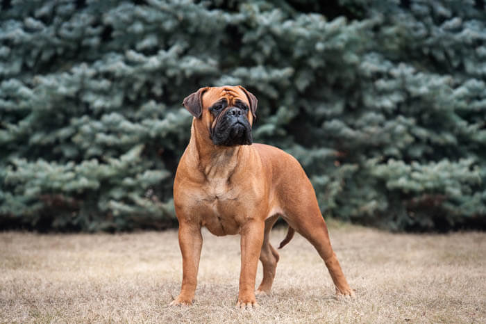 BEST LIVESTOCK, FARM & SHEEP GUARD DOGS