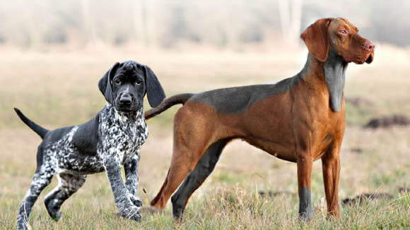 BEST GUARD DOG BREEDS