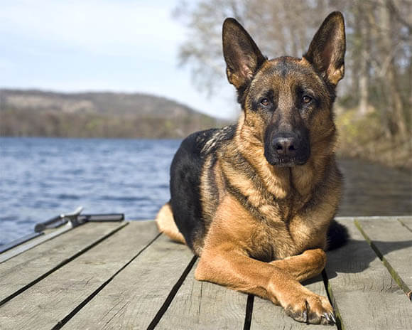 BEST GUARD DOG BREEDS