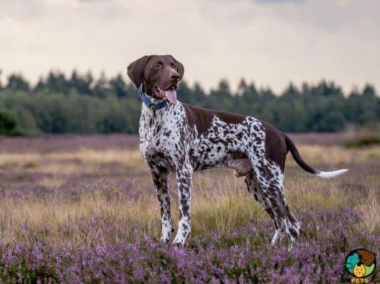 BEST GUARD DOG BREEDS