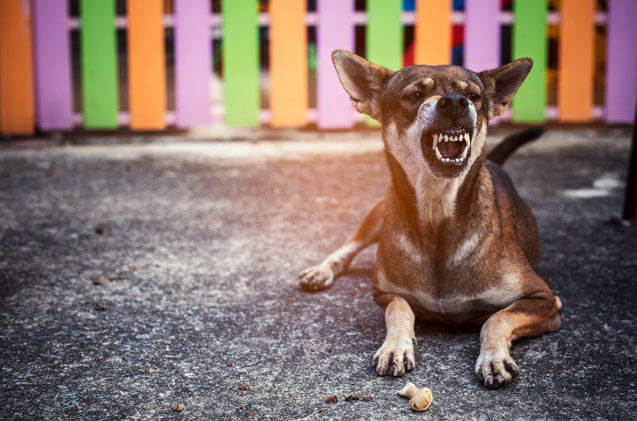 BEST LIVESTOCK, FARM & SHEEP GUARD DOGS