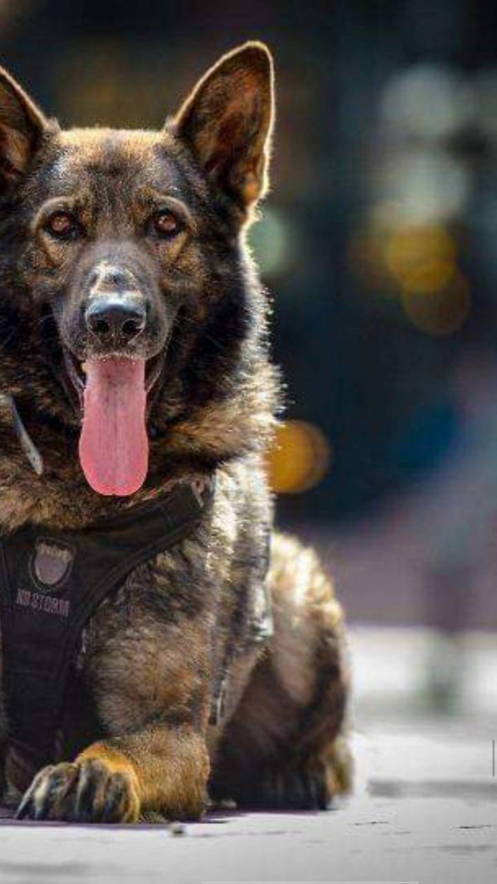 POLICE DOGS TRUTH & FACTS