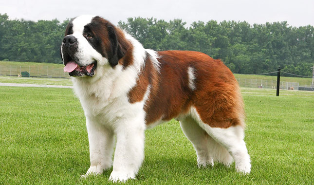 BEST GUARD DOG BREEDS