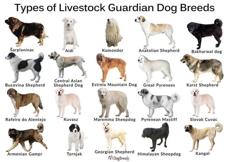 BEST LIVESTOCK, FARM & SHEEP GUARD DOGS