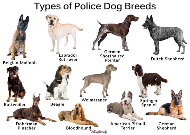 POLICE DOG BREEDS