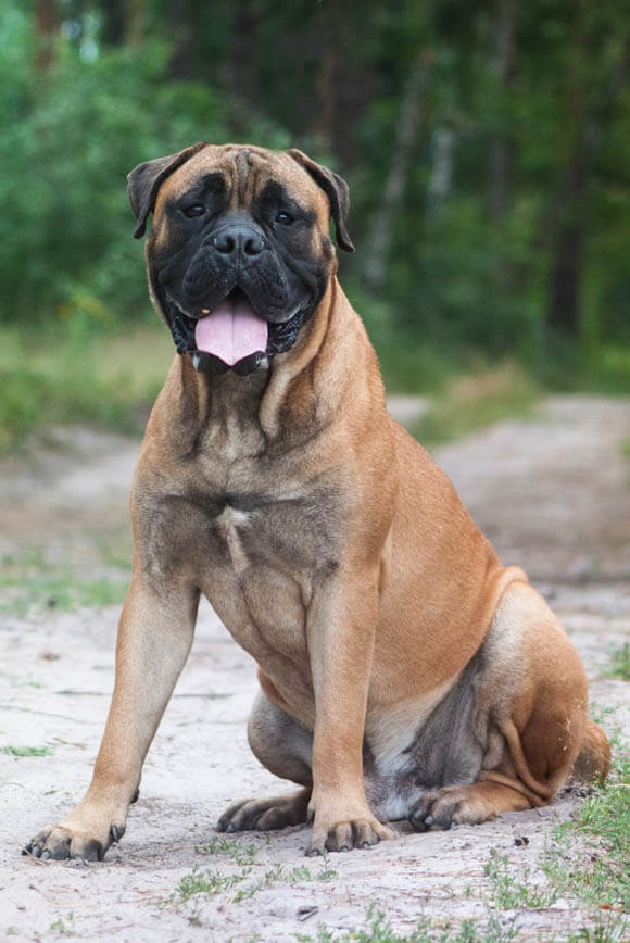 BEST GUARD DOG BREEDS