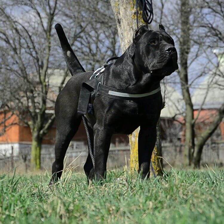 HOW TO TRAIN GUARD DOG