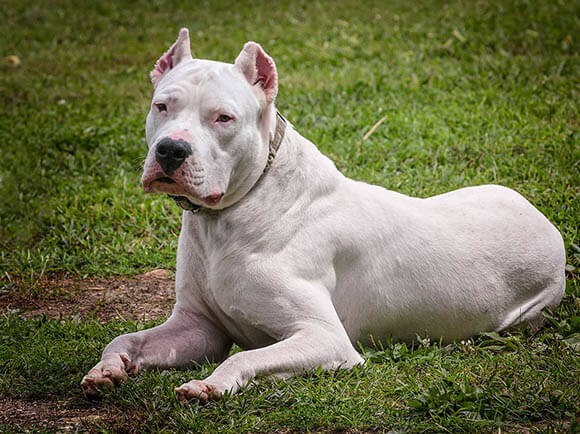 BEST GUARD DOG BREEDS FOR FAMILY AND HOME
