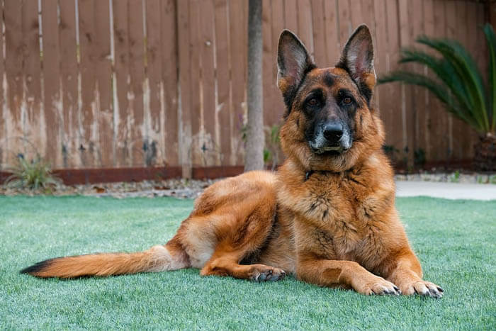 BEST GUARD DOG BREEDS FOR FAMILIES