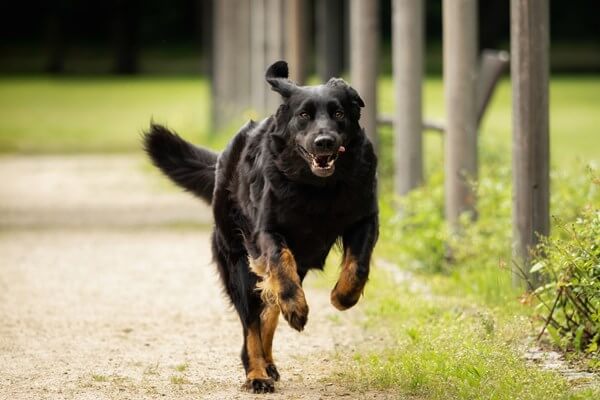 BEST GUARD DOG BREEDS