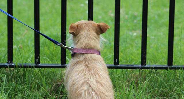 HOW TO TRAIN YOUR DOG OR PUPPY NOT TO BITE A LEASH?