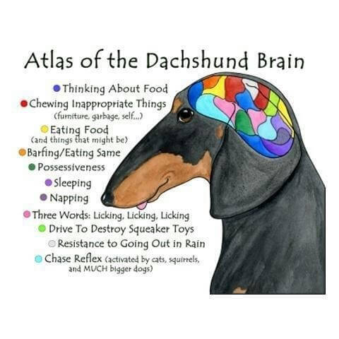 Dog Intelligence and Brain