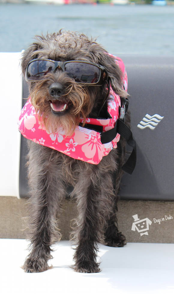 SunGlasses For Dogs