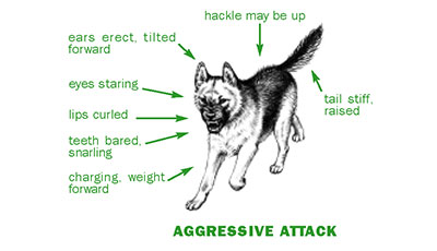 Dog Gestures, Dog Body Language