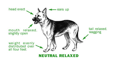 Dog Gestures, Dog Body Language
