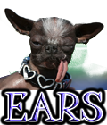 DOG EARS
