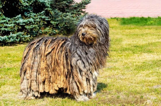 MOST CALM, LAID-BACK DOG BREEDS