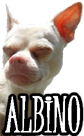 ALBINO DOGS