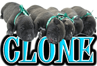 DOG CLONE - DOGICA®