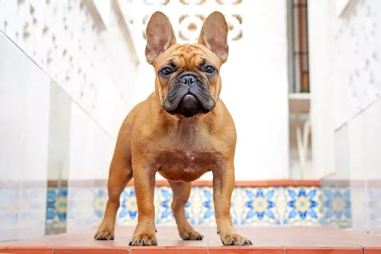 MOST CALM, LAID-BACK DOG BREEDS