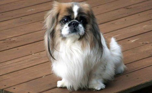 MOST CALM, LAID-BACK DOG BREEDS