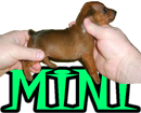 MINI & POCKET DOGS - DOGICA®
