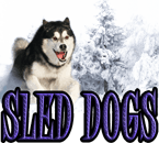 SLED DOGS