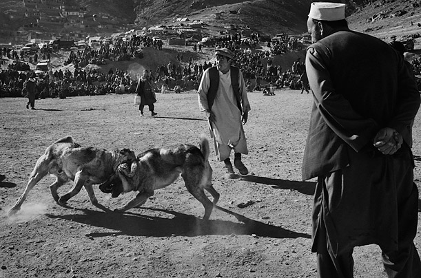 DOG FIGHT in AFGHANISTAN