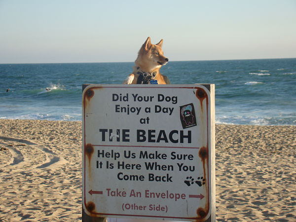 DOG BEACH