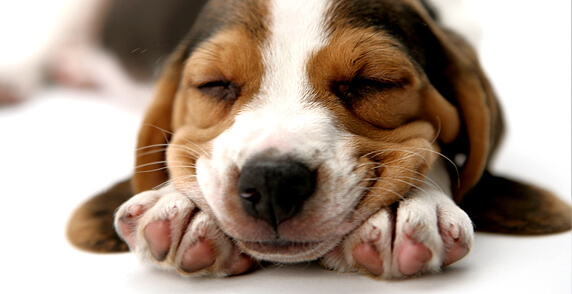 How Much Dogs Sleep?