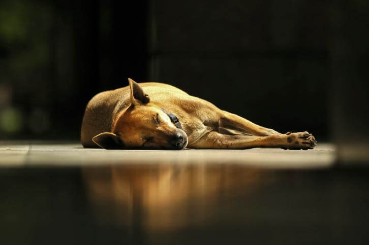 Dog Euthanasia, Dog R.I.P, How to deal with Pet Loss, Virtual Dog Memorials