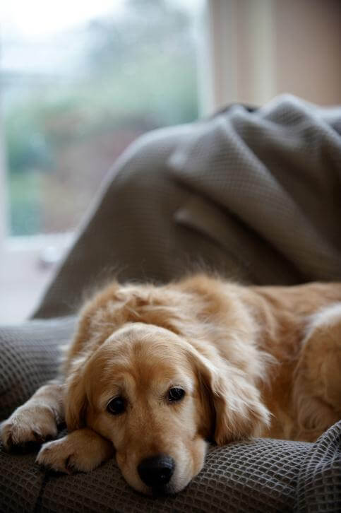 Dog Euthanasia, Dog R.I.P, How to deal with Dog Loss, Virtual Dog Memorials