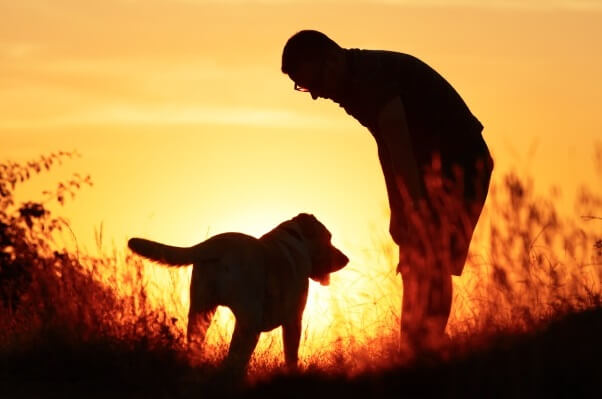 Dog Euthanasia and Cremation, Dog R.I.P, Virtual Dog Memorials