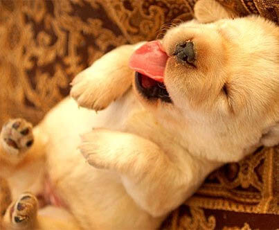 DOG SLEEP POSITIONS, HOW MUCH DOGS DREAM IN AVERAGE? CUTE FUNNY SLEEPING PUPPY