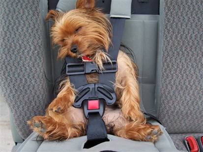 TRAVEL DOG CAR SEATS & BELTS