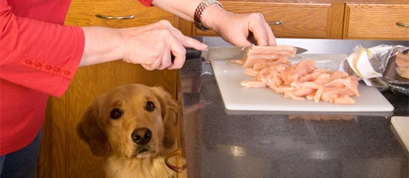 HEALTHY HOMEMADE DOG FOOD RECIPES