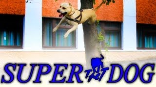Watch dog and puppy video
