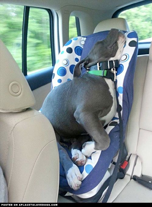 DOG TRAVEL CAR SEATS