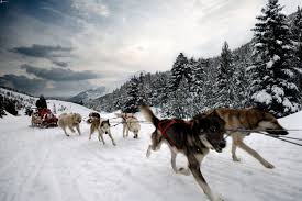 Iditarod Sled Dog Race, Sled Dogs Mushing