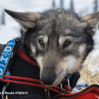 Yukon Quest Sled Dog Race, Sled Dogs Mushing
