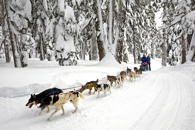 Yukon Quest Sled Dog Race, Sled Dogs Mushing