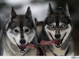 Sled Dogs Mushing TOURS